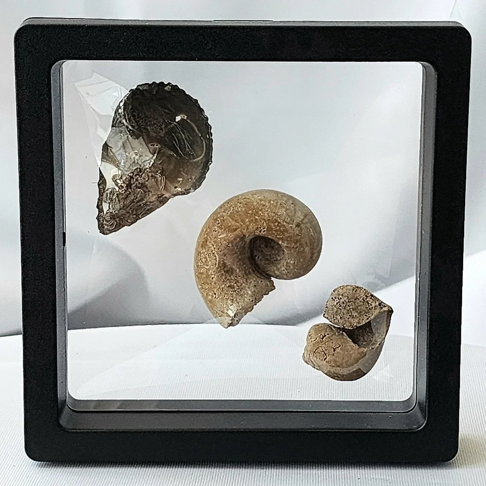 Late Cretaceous Period Ancient Fossil Carnivorous‎ Snail Trio Display Original